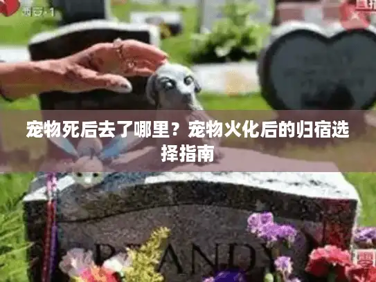 宠物死后去了哪里?宠物火化后的归宿选择指南 宠物死后去了哪里?宠物火化后的归宿选择指南