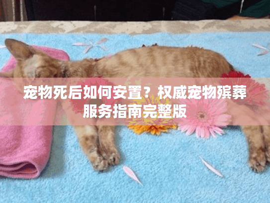 宠物死后如何安置?权威宠物殡葬服务指南完整版 宠物死后如何安置?权威宠物殡葬服务指南完整版