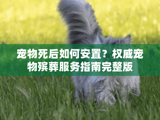 宠物死后如何安置?权威宠物殡葬服务指南完整版 宠物死后如何安置?权威宠物殡葬服务指南完整版