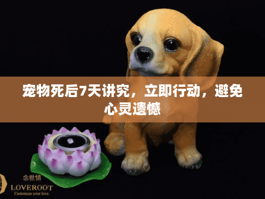 宠物死后7天讲究，立即行动，避免心灵遗憾