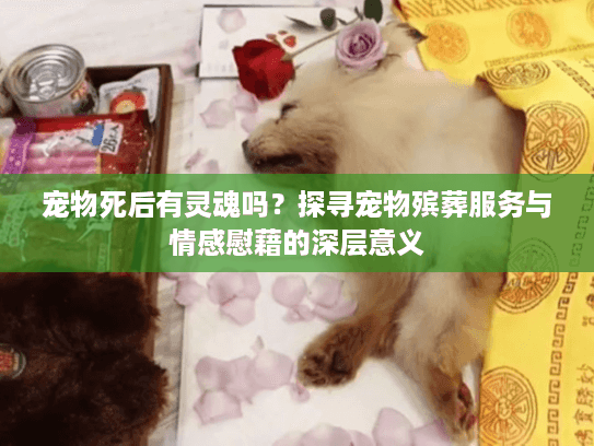 宠物死后有灵魂吗？探寻宠物殡葬服务与情感慰藉的深层意义