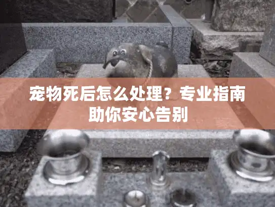 宠物死后怎么处理？专业指南助你安心告别