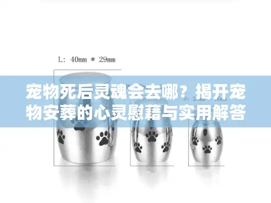 宠物死后灵魂会去哪?揭开宠物安葬的心灵慰藉与实用解答 宠物死后灵魂会去哪?揭开宠物安葬的心灵慰藉与实用解答
