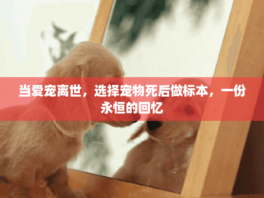 当爱宠离世,选择宠物死后做标本,一份永恒的回忆 当爱宠离世,选择宠物死后做标本,一份永恒的回忆