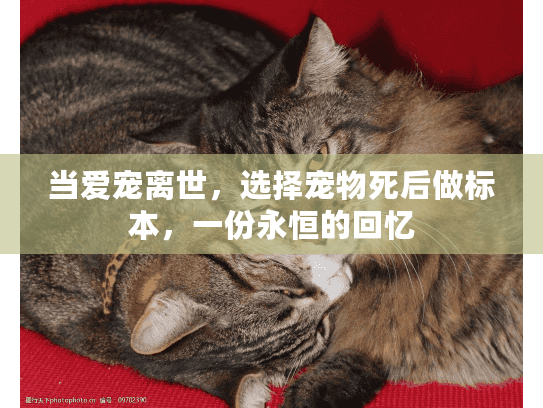 当爱宠离世,选择宠物死后做标本,一份永恒的回忆 当爱宠离世,选择宠物死后做标本,一份永恒的回忆