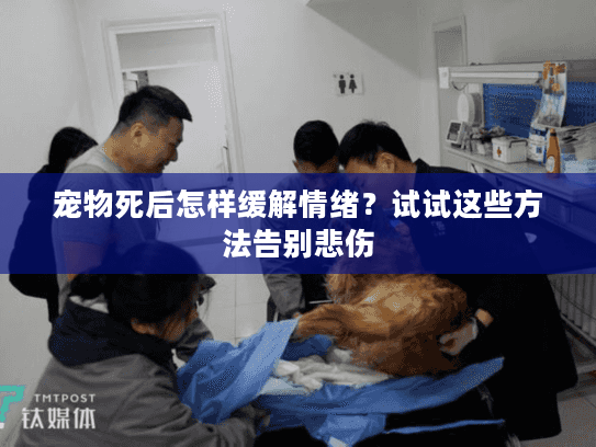 宠物死后怎样缓解情绪？试试这些方法告别悲伤