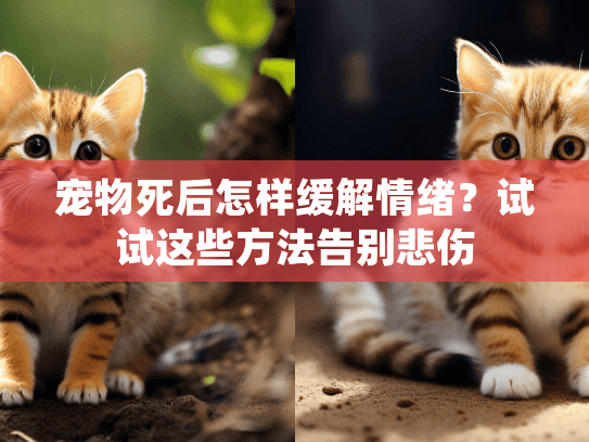 宠物死后怎样缓解情绪？试试这些方法告别悲伤