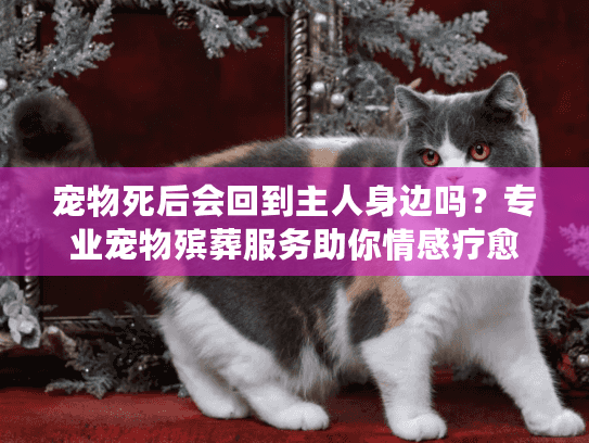 宠物死后会回到主人身边吗?专业宠物殡葬服务助你情感疗愈 宠物死后会回到主人身边吗?专业宠物殡葬服务助你情感疗愈