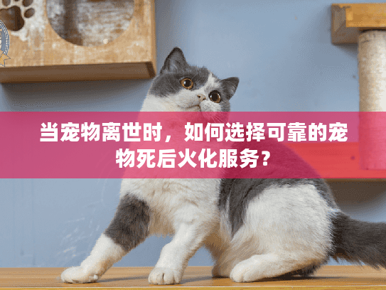 当宠物离世时,如何选择可靠的宠物死后火化服务? 当宠物离世时,如何选择可靠的宠物死后火化服务?