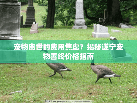 宠物离世的费用焦虑？揭秘遂宁宠物善终价格指南