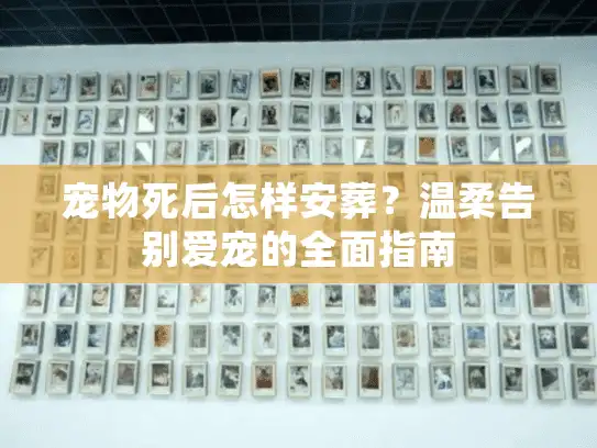 宠物死后怎样安葬？温柔告别爱宠的全面指南