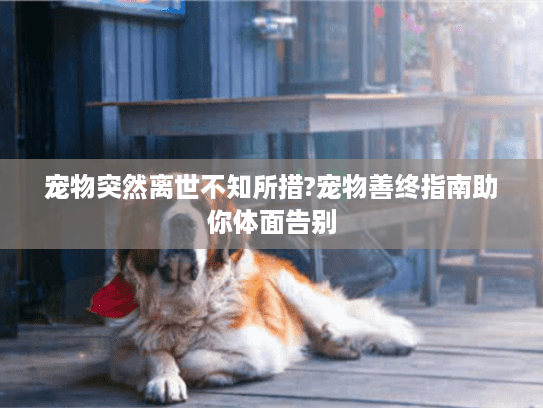 宠物突然离世不知所措?宠物善终指南助你体面告别