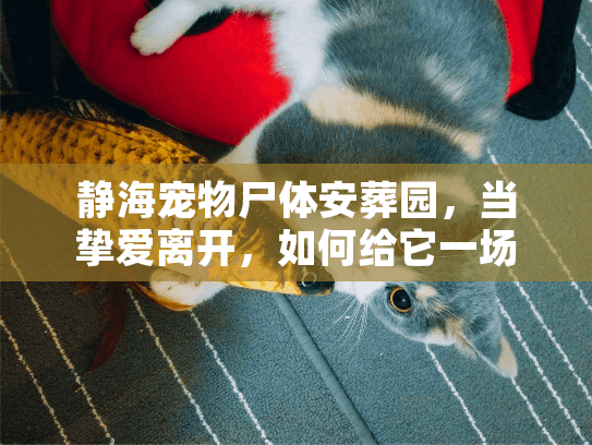 静海宠物尸体安葬园,当挚爱离开,如何给它一场体面告别? 静海宠物尸体安葬园,当挚爱离开,如何给它一场体面告别?