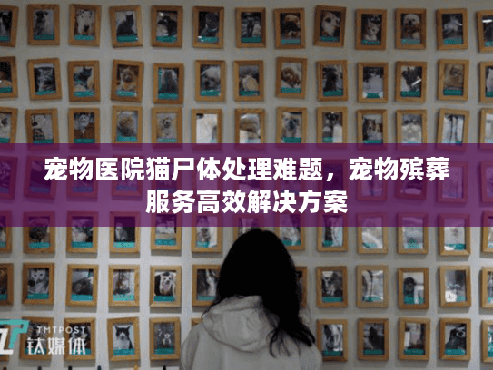 宠物医院猫尸体处理难题，宠物殡葬服务高效解决方案