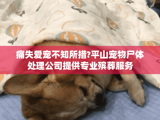 痛失爱宠不知所措?平山宠物尸体处理公司提供专业殡葬服务