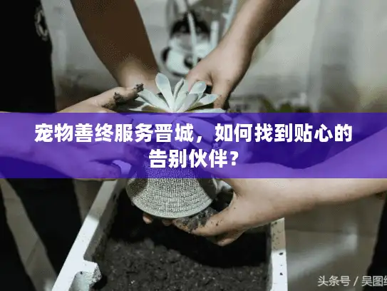 宠物善终服务晋城,如何找到贴心的告别伙伴? 宠物善终服务晋城,如何找到贴心的告别伙伴?