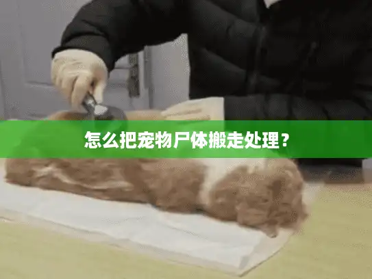 怎么把宠物尸体搬走处理？