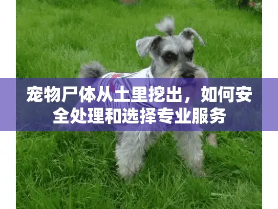 宠物尸体从土里挖出,如何安全处理和选择专业服务 宠物尸体从土里挖出,如何安全处理和选择专业服务