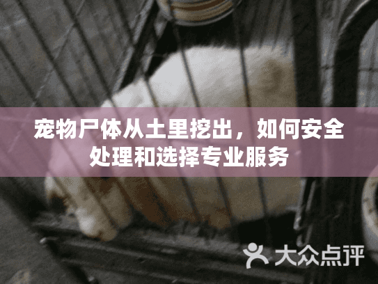 宠物尸体从土里挖出,如何安全处理和选择专业服务 宠物尸体从土里挖出,如何安全处理和选择专业服务