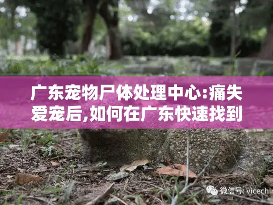 广东宠物尸体处理中心:痛失爱宠后,如何在广东快速找到专业关怀? 广东宠物尸体处理中心:痛失爱宠后,如何在广东快速找到专业关怀?