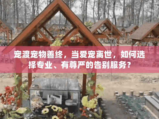 宠渡宠物善终，当爱宠离世，如何选择专业、有尊严的告别服务？