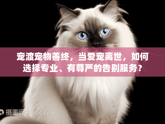 宠渡宠物善终，当爱宠离世，如何选择专业、有尊严的告别服务？