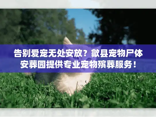 告别爱宠无处安放？歙县宠物尸体安葬园提供专业宠物殡葬服务！
