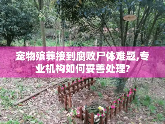 宠物殡葬接到腐败尸体难题,专业机构如何妥善处理?