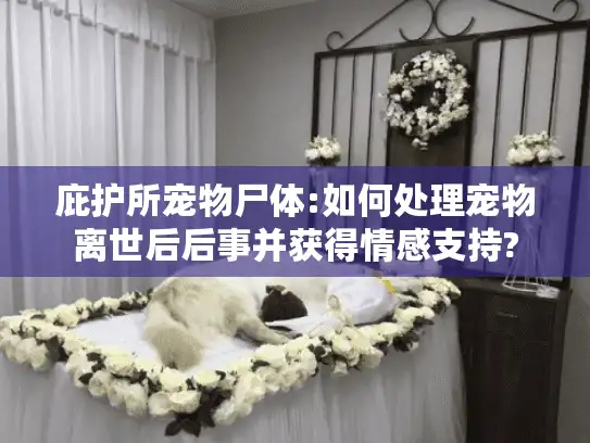 庇护所宠物尸体:如何处理宠物离世后后事并获得情感支持? 庇护所宠物尸体:如何处理宠物离世后后事并获得情感支持?