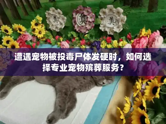 遭遇宠物被投毒尸体发硬时，如何选择专业宠物殡葬服务？