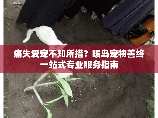 痛失爱宠不知所措？暖岛宠物善终一站式专业服务指南