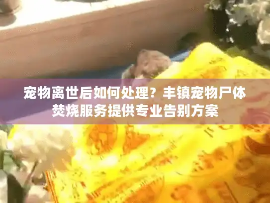 宠物离世后如何处理？丰镇宠物尸体焚烧服务提供专业告别方案