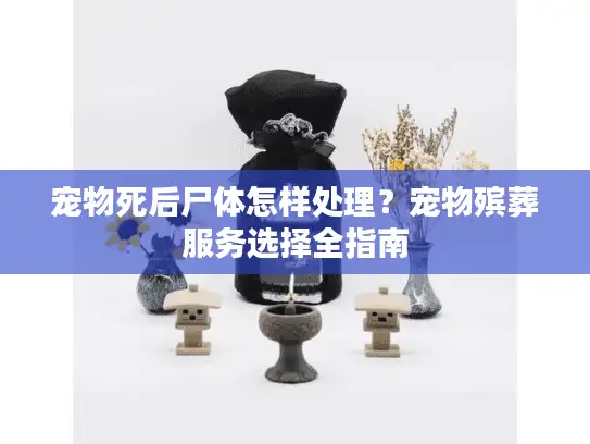 宠物死后尸体怎样处理？宠物殡葬服务选择全指南
