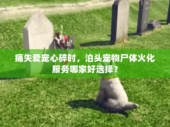 痛失爱宠心碎时，泊头宠物尸体火化服务哪家好选择？