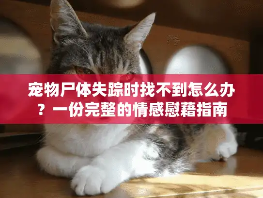 宠物尸体失踪时找不到怎么办？一份完整的情感慰藉指南