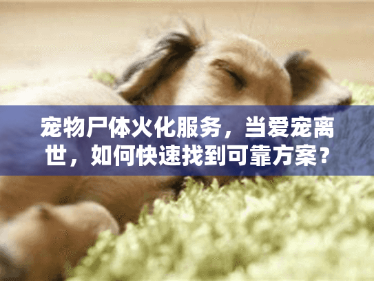 宠物尸体火化服务，当爱宠离世，如何快速找到可靠方案？