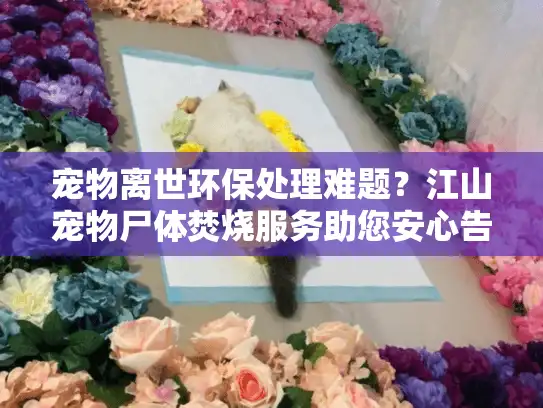 宠物离世环保处理难题？江山宠物尸体焚烧服务助您安心告别