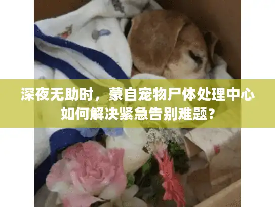 深夜无助时,蒙自宠物尸体处理中心如何解决紧急告别难题? 深夜无助时,蒙自宠物尸体处理中心如何解决紧急告别难题?