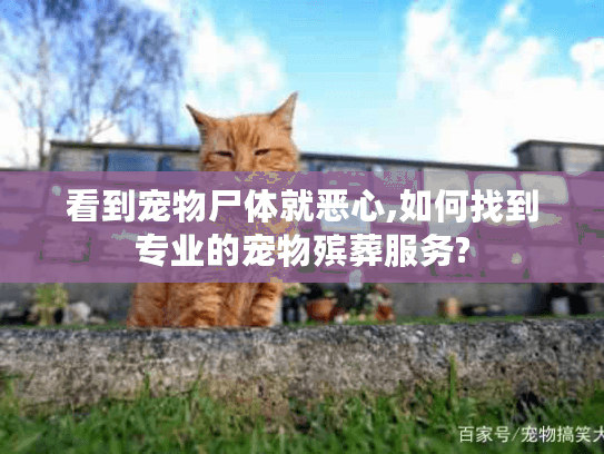 看到宠物尸体就恶心,如何找到专业的宠物殡葬服务?