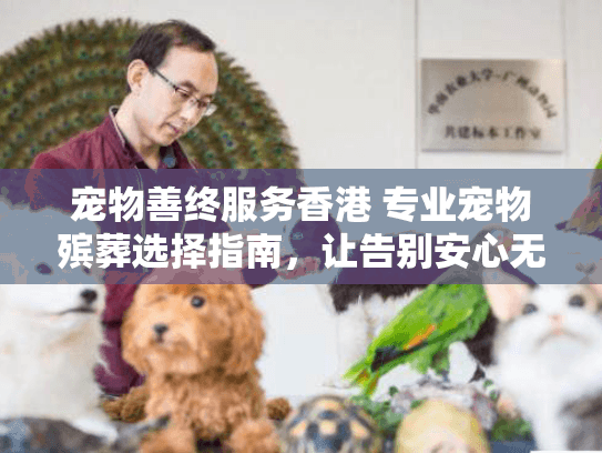 宠物善终服务香港 专业宠物殡葬选择指南，让告别安心无憾