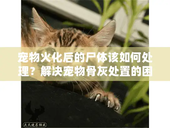 宠物火化后的尸体该如何处理?解决宠物骨灰处置的困惑与痛点 宠物火化后的尸体该如何处理?解决宠物骨灰处置的困惑与痛点
