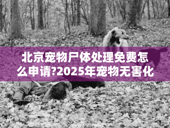 北京宠物尸体处理免费怎么申请?2025年宠物无害化处理服务全解读