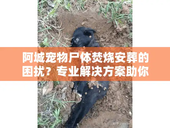 阿城宠物尸体焚烧安葬的困扰?专业解决方案助你安心告别 阿城宠物尸体焚烧安葬的困扰?专业解决方案助你安心告别