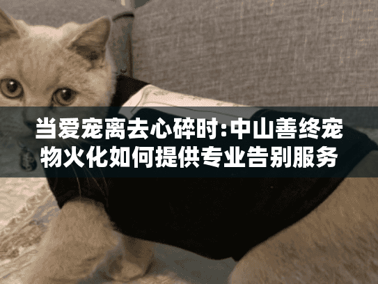 当爱宠离去心碎时:中山善终宠物火化如何提供专业告别服务?