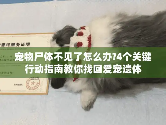 宠物尸体不见了怎么办?4个关键行动指南教你找回爱宠遗体