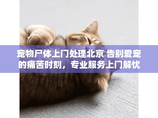 宠物尸体上门处理北京 告别爱宠的痛苦时刻，专业服务上门解忧
