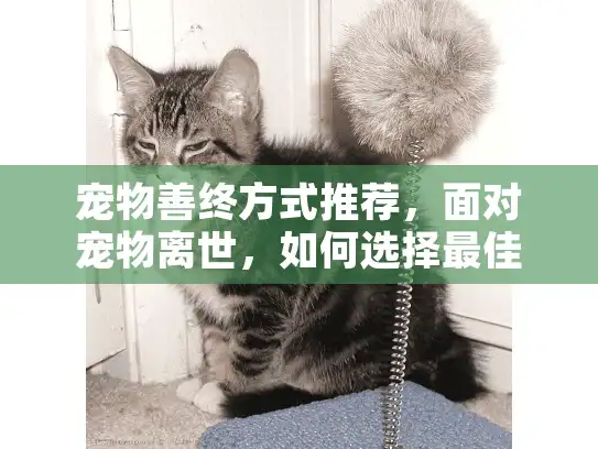 宠物善终方式推荐，面对宠物离世，如何选择最佳告别方案？