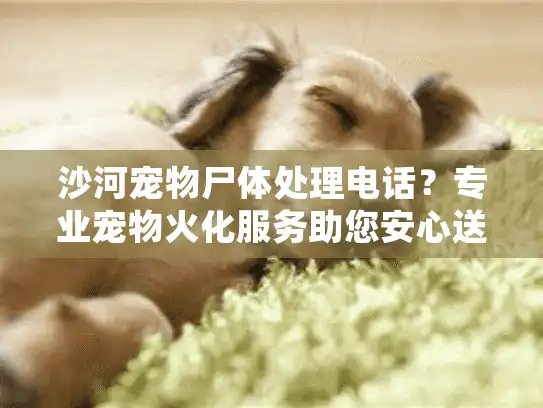 沙河宠物尸体处理电话？专业宠物火化服务助您安心送别
