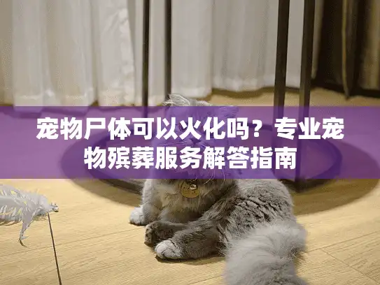 宠物尸体可以火化吗？专业宠物殡葬服务解答指南