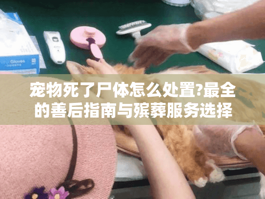 宠物死了尸体怎么处置?最全的善后指南与殡葬服务选择